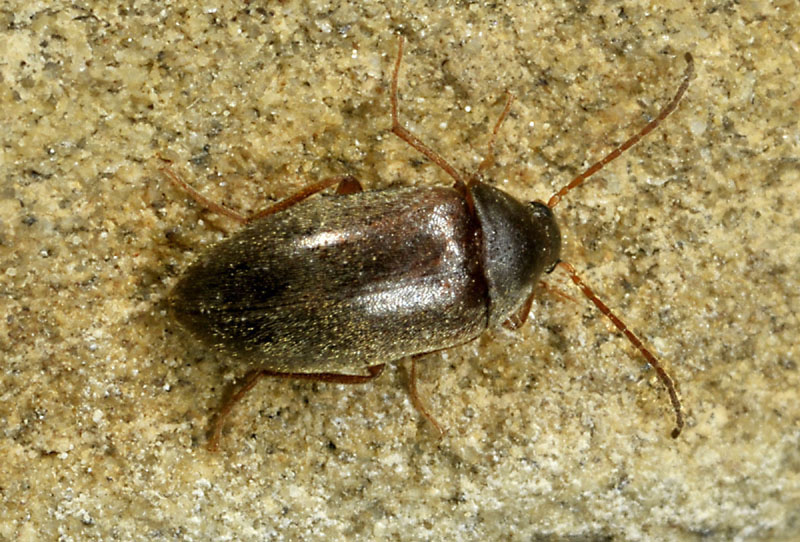 Hymenalia rufipes, Tenebrionidae Alleculinae